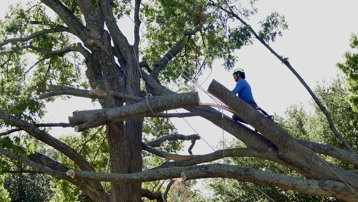 Professional Hazardous Tree Removal performed by certified arborists in Presho