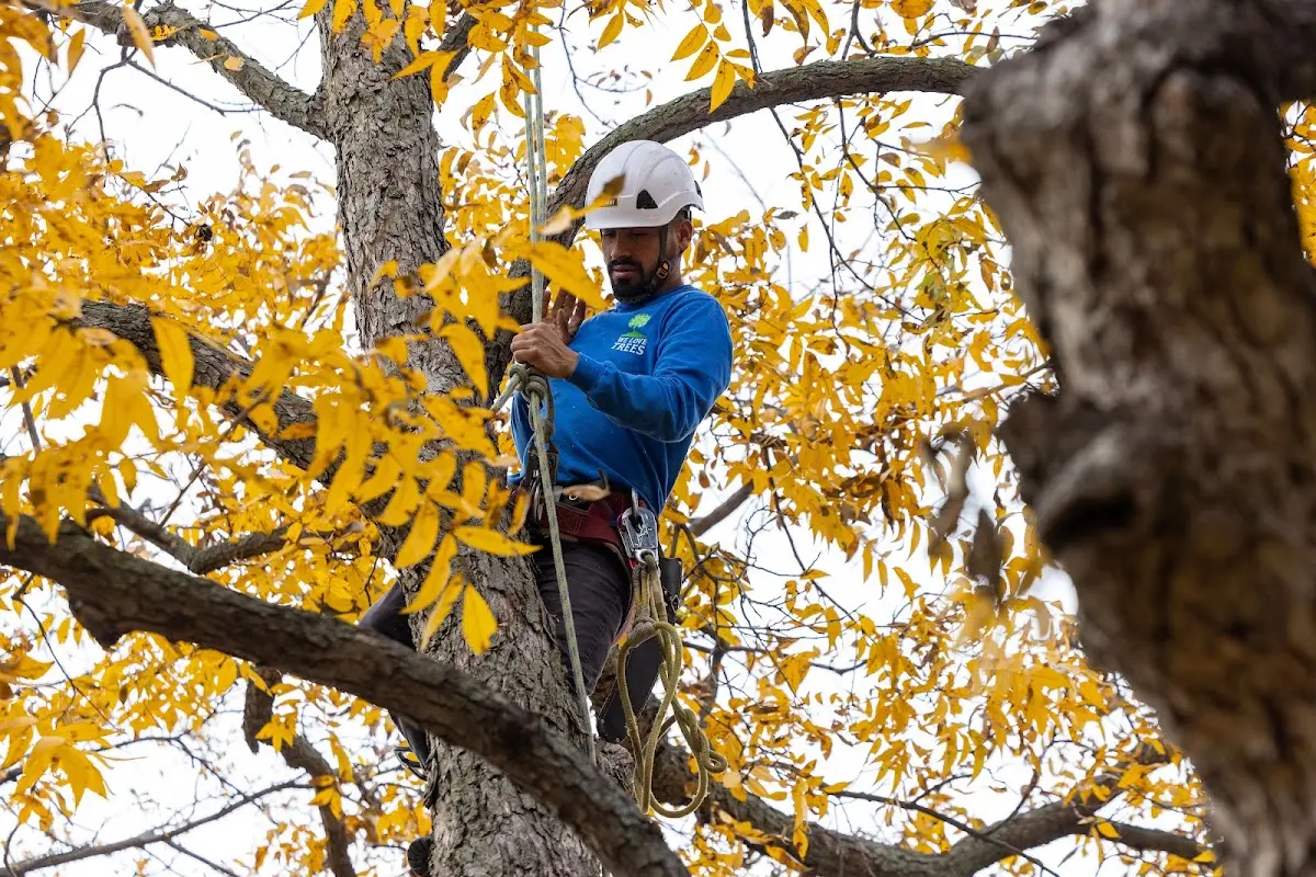 Skilled Tree Planing crew working in Presho